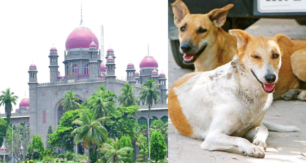 High Court on street dogs TS High Court On stray dogs