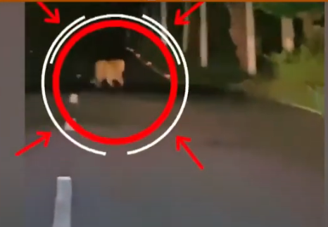 tiger sirsailam tiger spotted in Srisailam