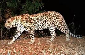 leopard in tg Tiger