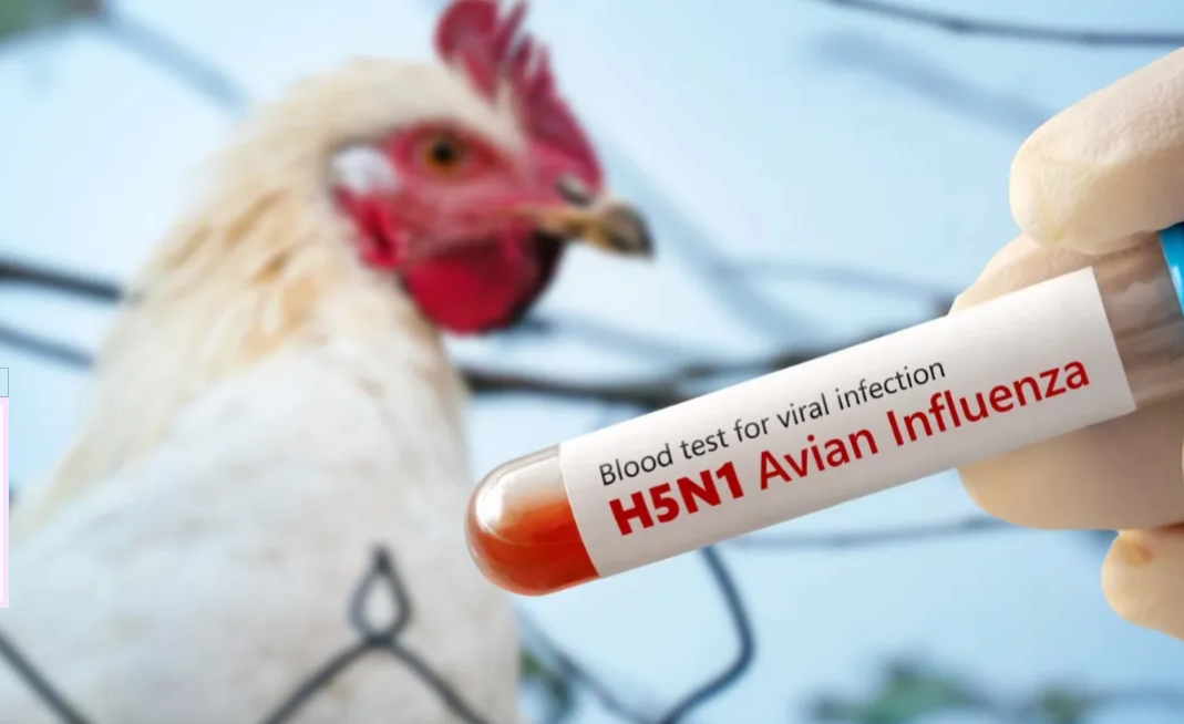 bird flu Bird Flu Telangana