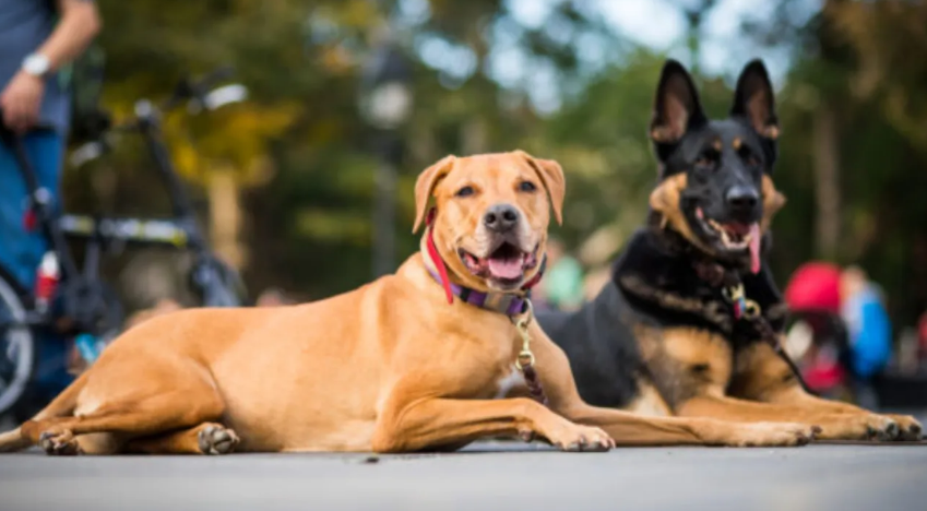 madhuranagar dog attack