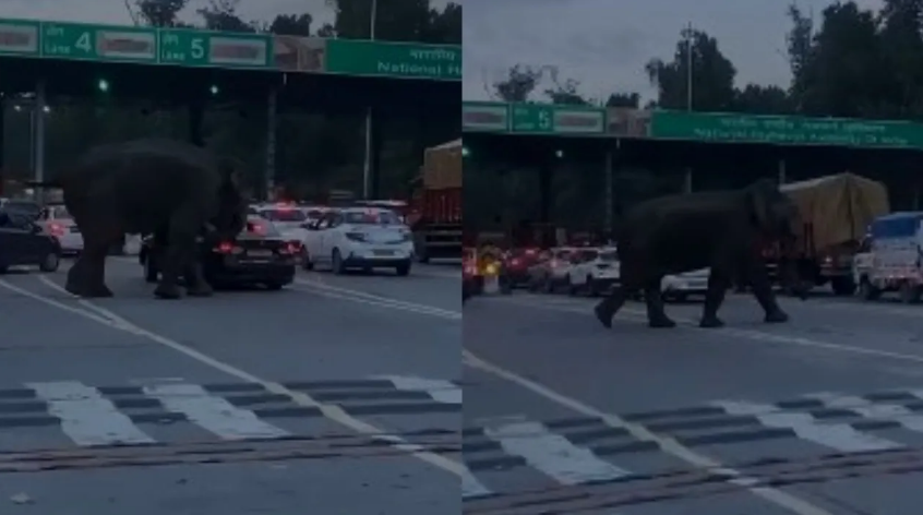 elephant toll plaza