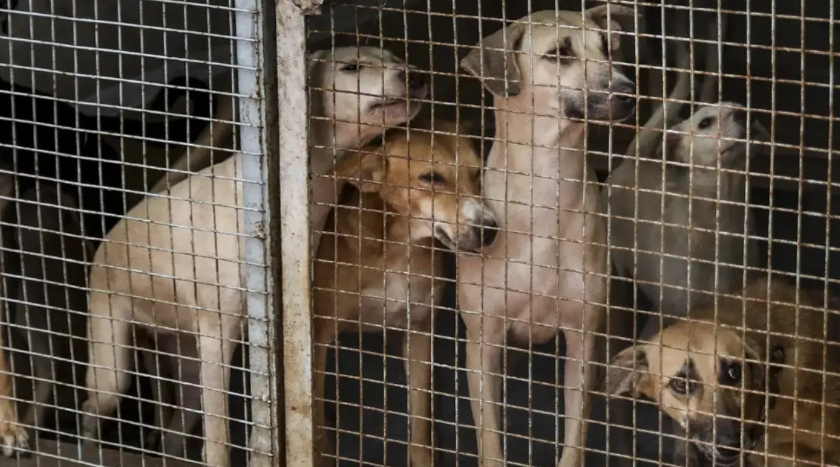 stray dogs Delhi teachers